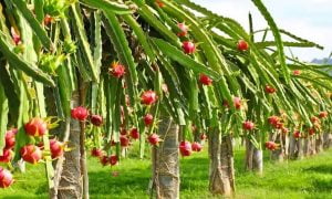 Cara menanam buah naga dengan benar