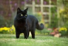 Mitos kucing hitam