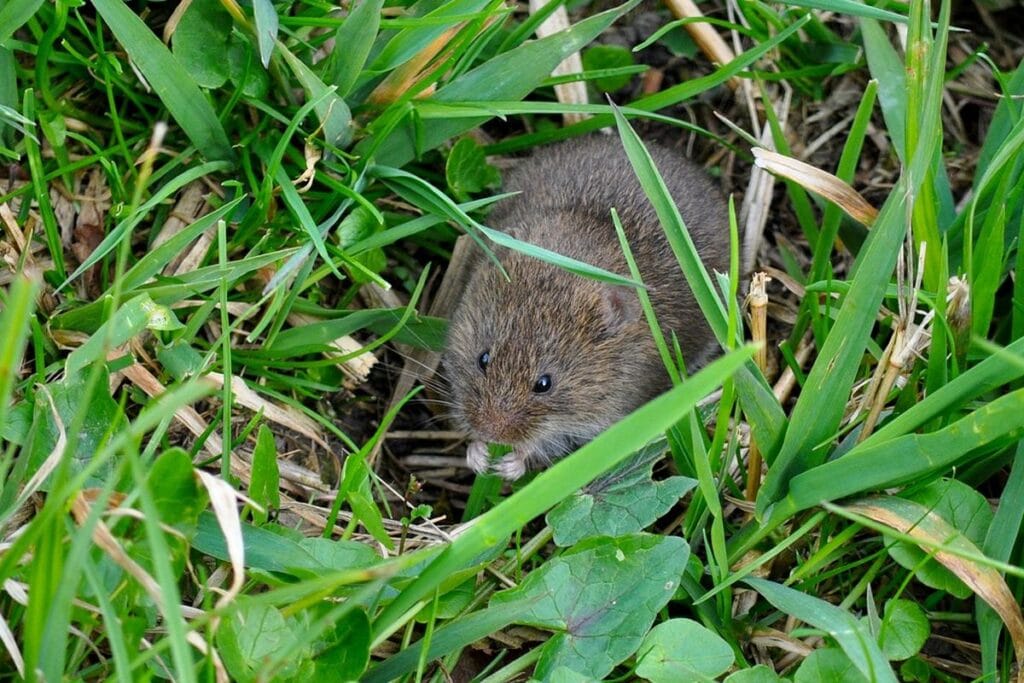 mengusir tikus di sawah