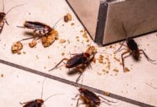 Mengusir kecoa di dapur