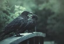 Mitos Pesugihan Sate Gagak