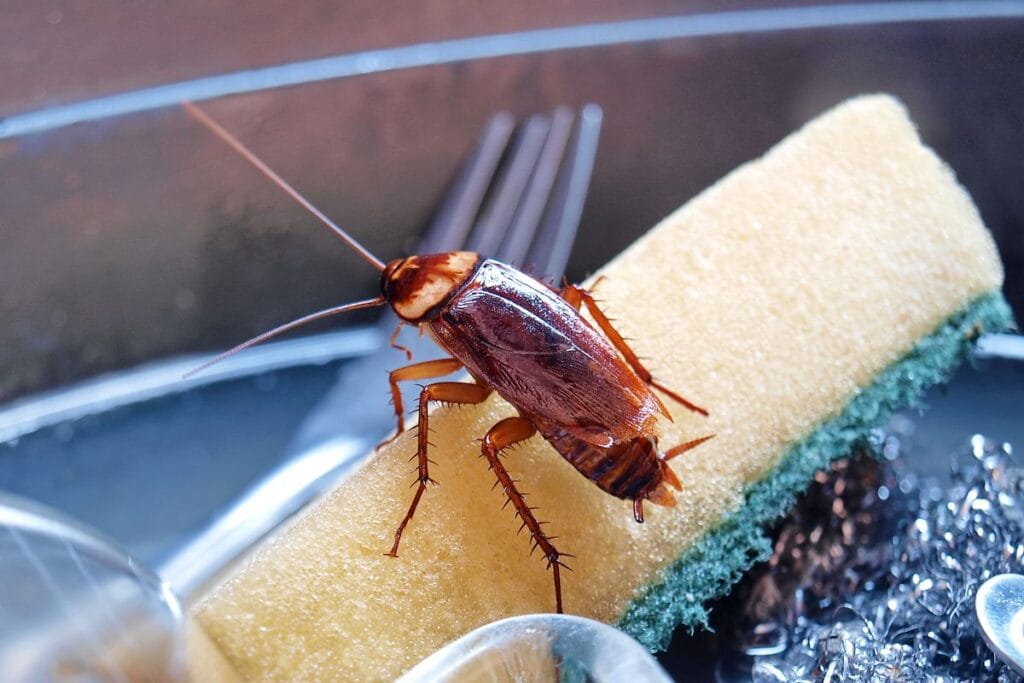 Mengusir kecoa di dapur