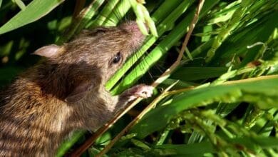 mengusir tikus di sawah