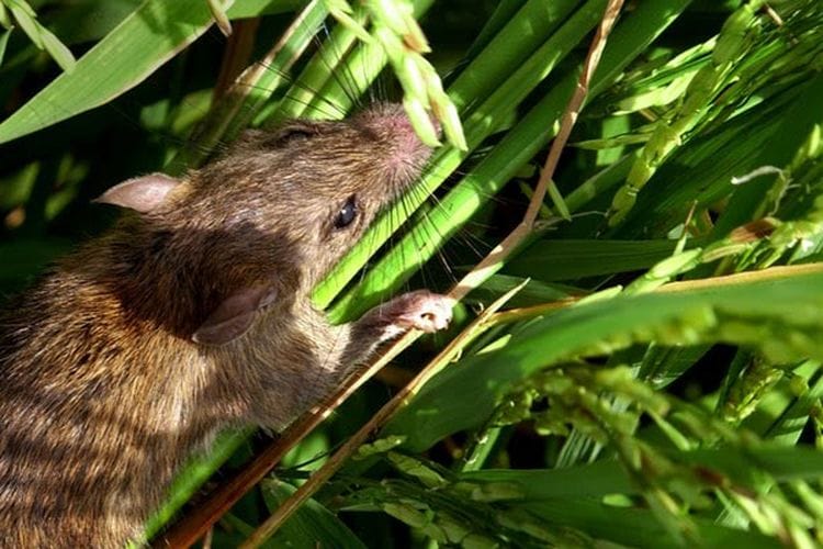 mengusir tikus di sawah