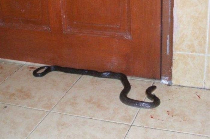 ular masuk rumah