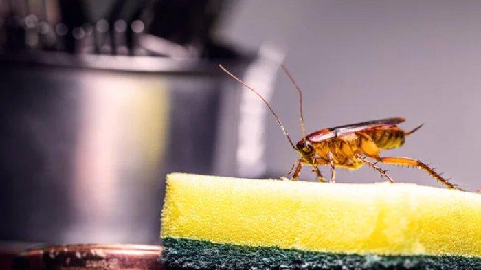 Mengusir kecoa di dapur