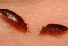 Menghilangkan kutu kasur