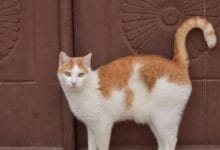 Mitos Menabrak Kucing