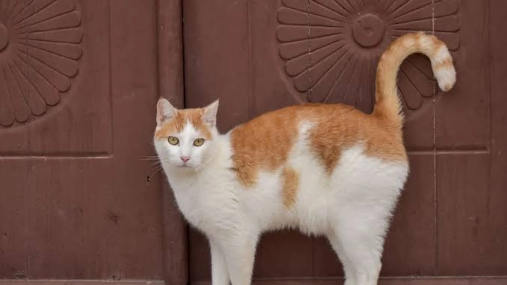 Mitos Menabrak Kucing