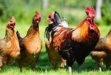 Mengusir Ayam Jantan