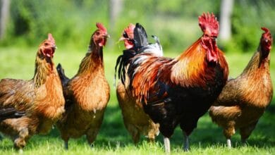 Mengusir Ayam Jantan