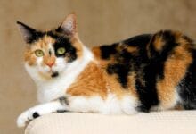 Mitos Kucing Tiga Warna