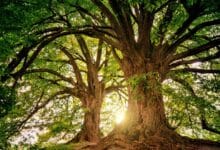 Mitos Pohon Beringin