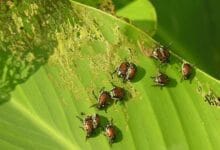 kumbang perusak sawah
