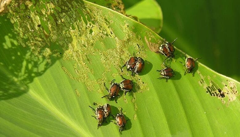 kumbang perusak sawah