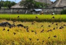 mengusir burung pemangsa