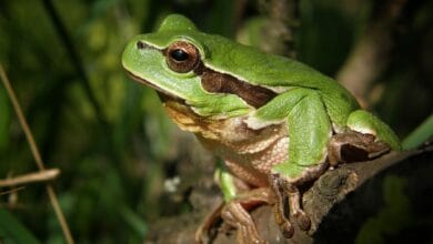 mengusir katak di sawah