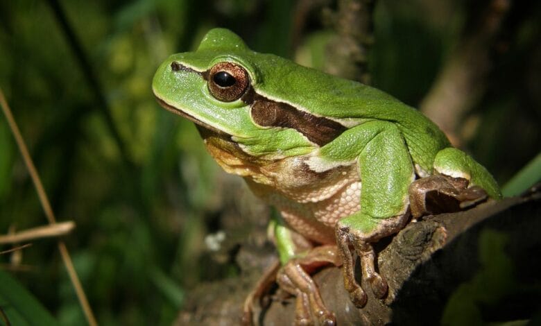mengusir katak di sawah