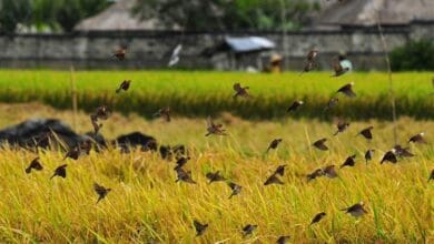 mengusir burung pemangsa