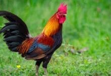 Mitos ayam berkokok di sore hari