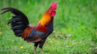 Mitos ayam berkokok di sore hari
