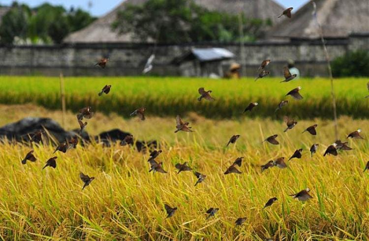 mengusir burung pemangsa