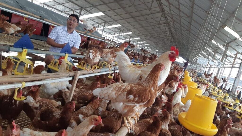 Ternak Ayam