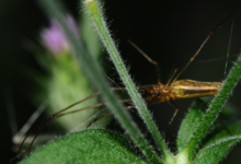 Serangga Perusak Padi