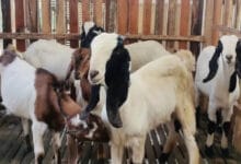 Kambing Ternak