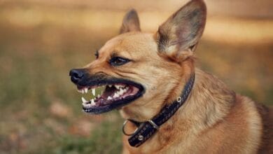 anjing liar