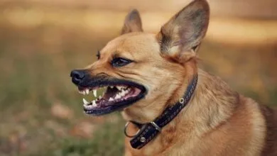 anjing liar