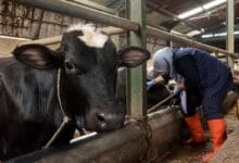 Melindungi Sapi Ternak